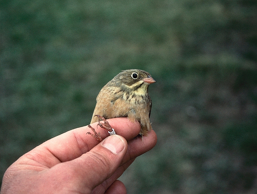 Ortolan Bunting, Sundre 